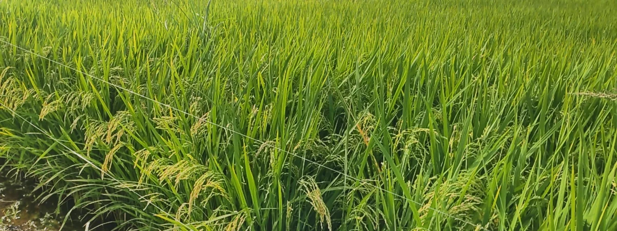 IMG_20250831_073731_HDR