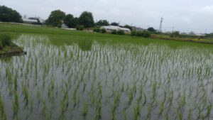 元村農園SMP